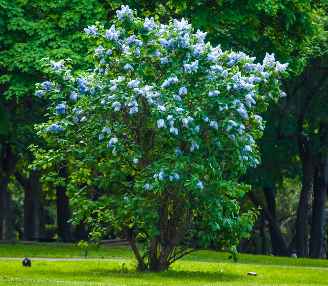 Planter et tailler son lilas : tout ce que vous devez savoir -  Débroussaillez !