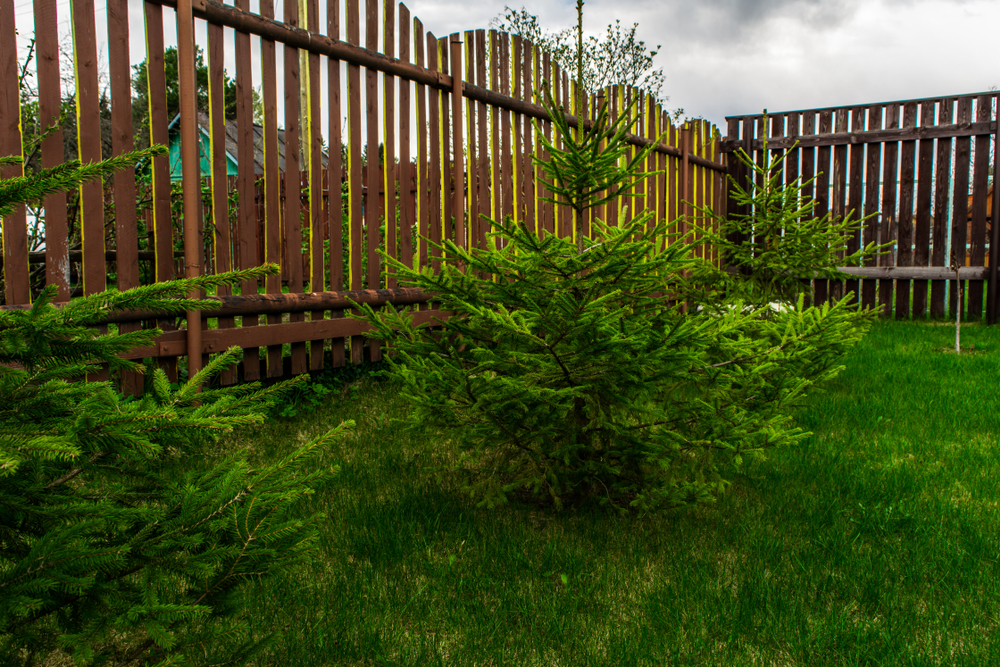 Sapins nains plantés dans le jardin