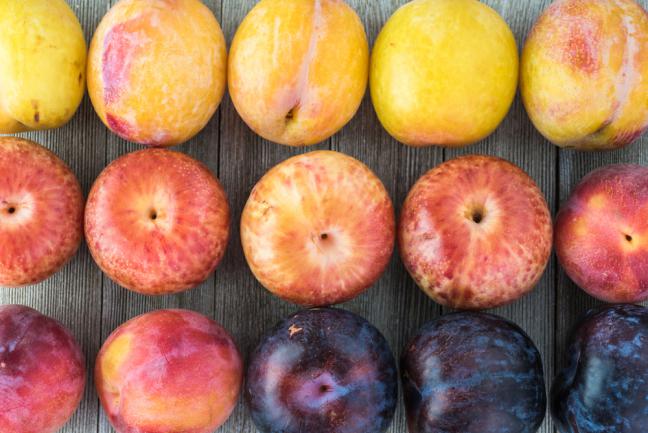 Assortiment de plumcots (figue x prune x abricot)