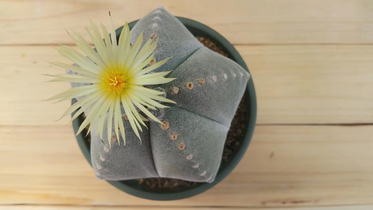 Astrophytum Myriostigma