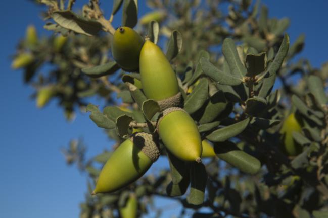 Branche pleine de glands de chêne truffier vert