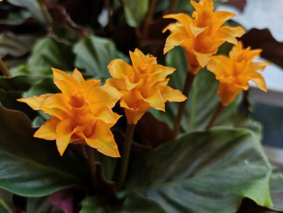 Calathea crocata