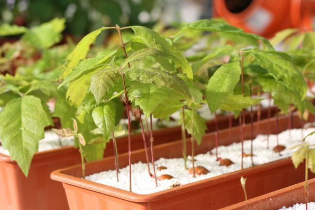 Chêne pédonculé (Quercus robur) planté dans du perlite