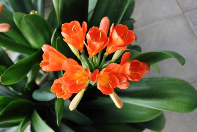 Clivia