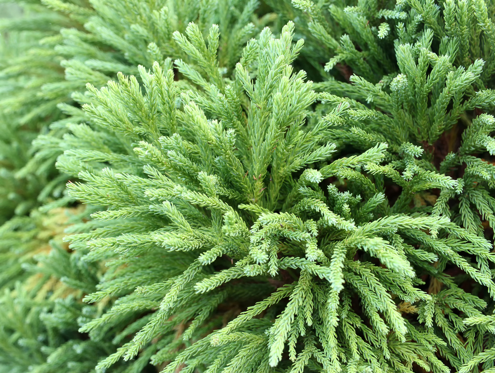 Cèdre du Japon ou 'Cryptomeria Japonica'