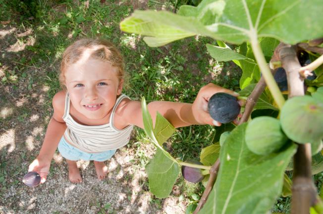 Cueillette de figues dans le jardin