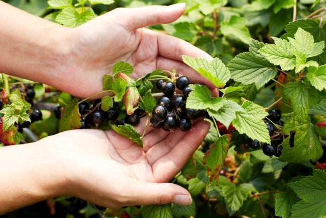 Cultiver du cassis dans le jardin