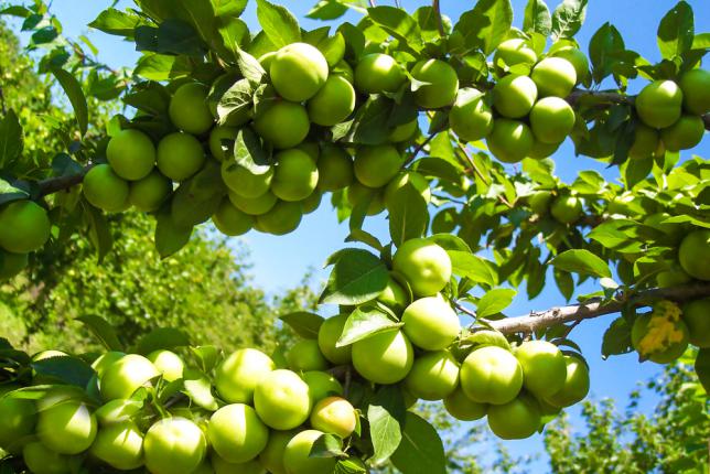 Cultiver des prunes dans le jardin - Prune d'Azerbaïdjan. La prune contient beaucoup de vitamines B et C, Il contient des vitamines B1, B2, B3, B6 et E