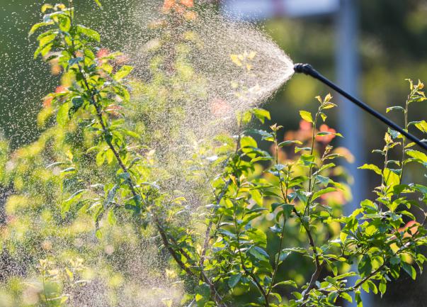 Cultiver et entretenir arbustes fruitiers dans le jardin