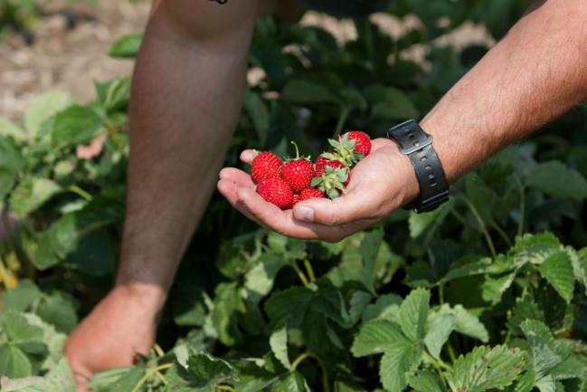 Cultiver fraisier jardin