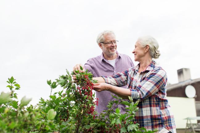 Entretenir le groseillier dans le jardin