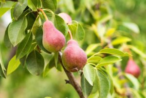 Cultiver poirier - variete europeenne 'Pyrus Communis'