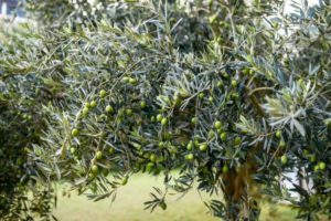 Cultiver un olivier