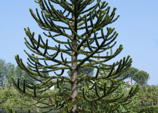 Désespoir de singes ou Araucaria araucana