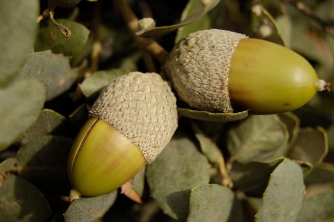 Deux glands de truffes sur une branche de chêne vert