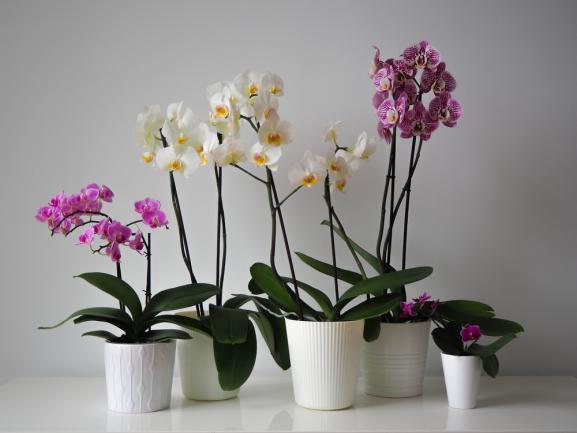 Comment entretenir et faire fleurir son orchidée d'intérieur ? -  Débroussaillez !