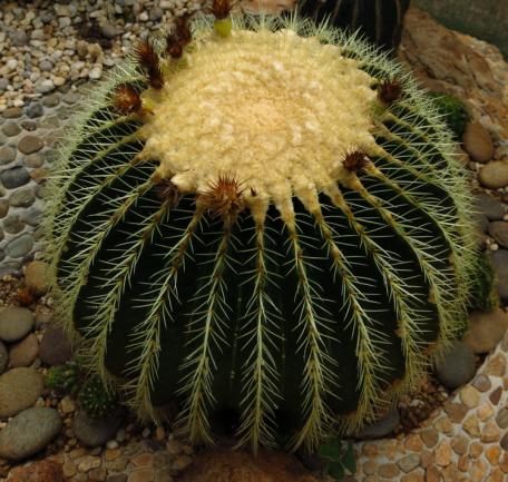 Echinocactus