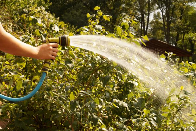 Entretien du Myrtillier par arrosage