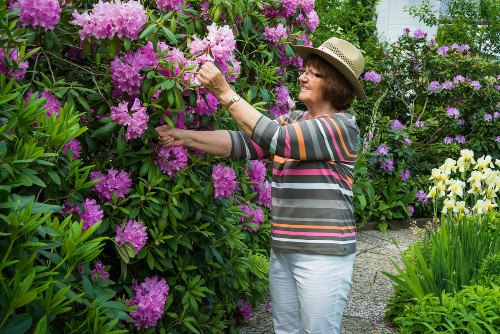 Entretien d'un arbuste de rhododendron