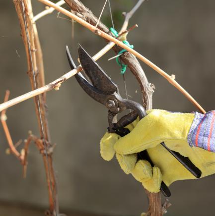 Entretien et taille vigne