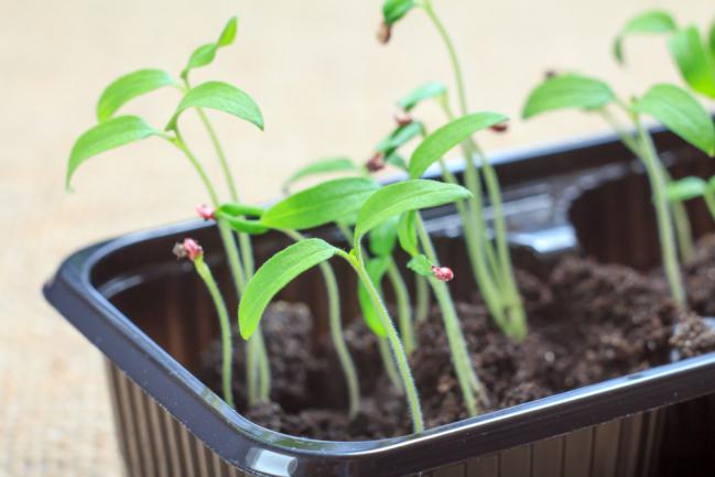 Faire germer des tomates