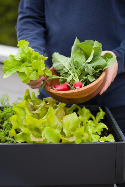 Faire pousser des radis et salades sur la terrasse