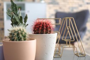 Ferocactus déco intérieur