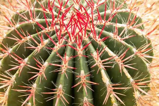 Ferocactus