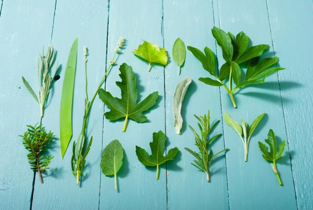 Feuilles pour herbier