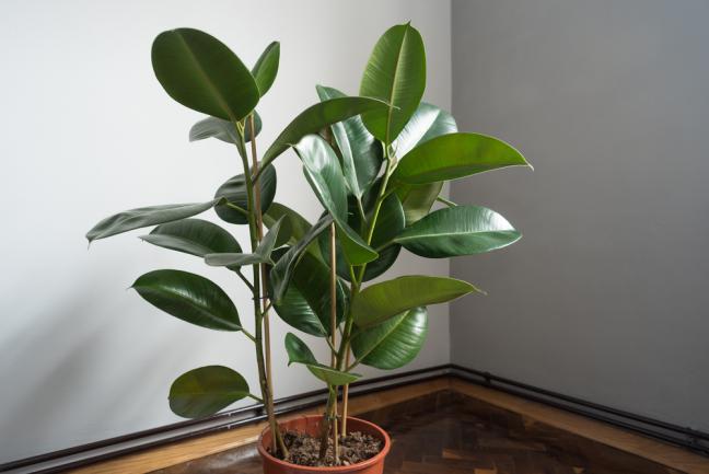 Ficus Elastica