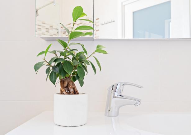 Ficus bonsai dans la salle de bain