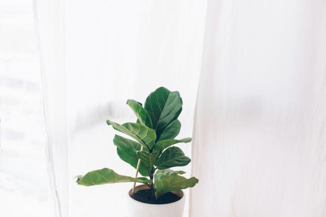 Ficus lyrata ou à feuilles violon