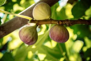 Figues mures sur son arbuste