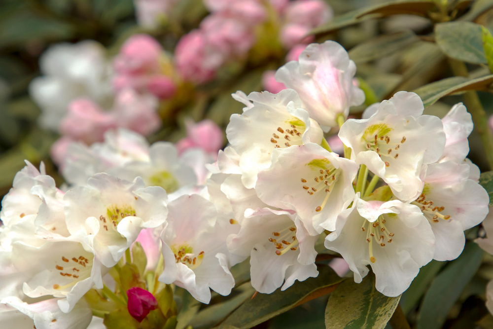 Grandes fleurs de rhododendron 