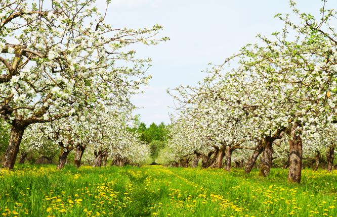 Floraison des arbres pommier dans un verger