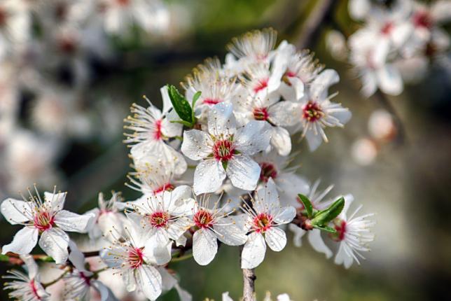 Floraison d'un prunier Mirabelles - Prunus domestica