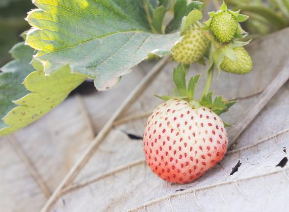 Fraise ananas ou pineberry (croisement entre deux variétés de fraise)