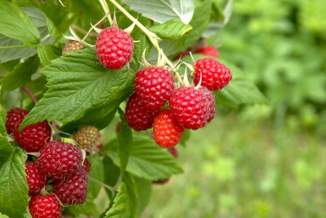 Framboisier riche et bien entretenu