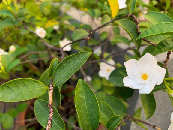 Genus Gardenia