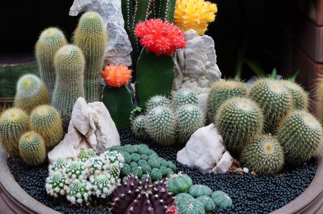 Gymnocalycium, Chin cactus, Mammillaria plumosa, Cereus peruvianus, Mammillaria scrippsiana, Astrophytum astrrias, Snowcap