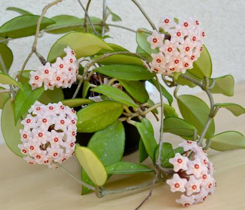 Hoya carnosa (fleurs porcelaine)