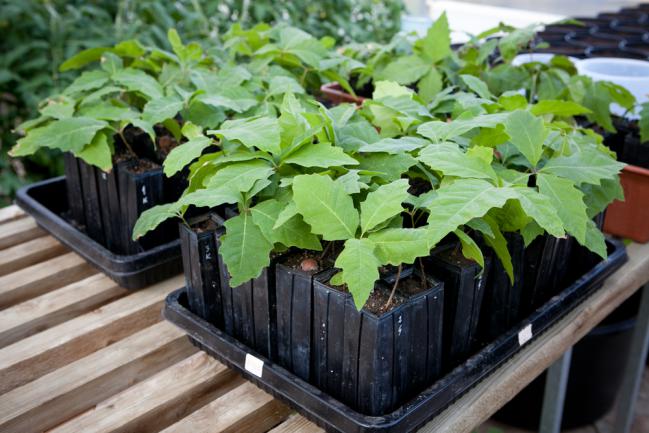 Jeunes plants de truffes mycorhizés