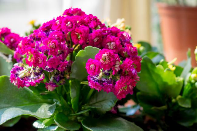 Kalanchoe Blossfeldiana