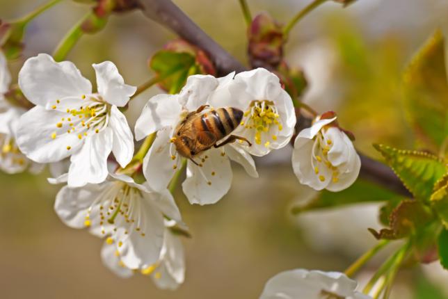 L'abeille - acteur de la pollinisation