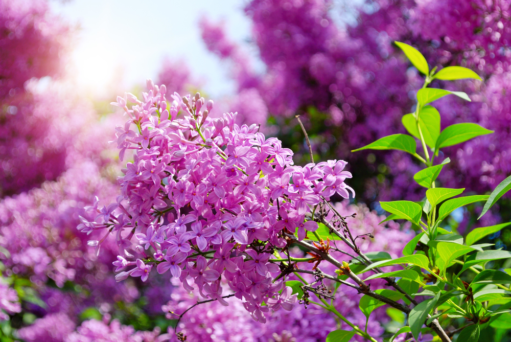 Lilas ou Syringa vulgaris