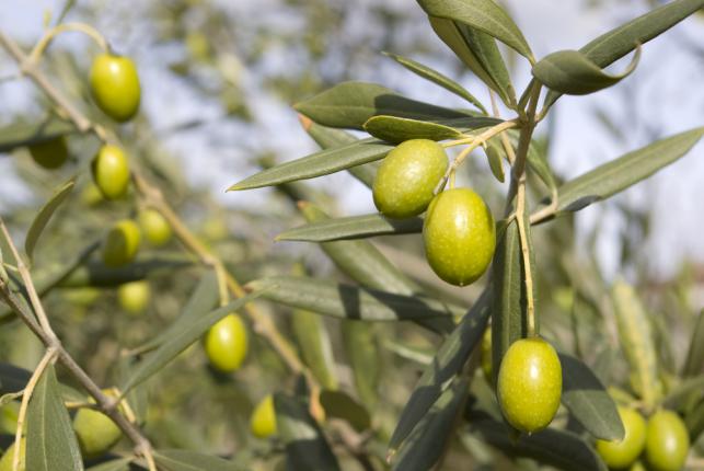 Olives sur un arbre d'olivier