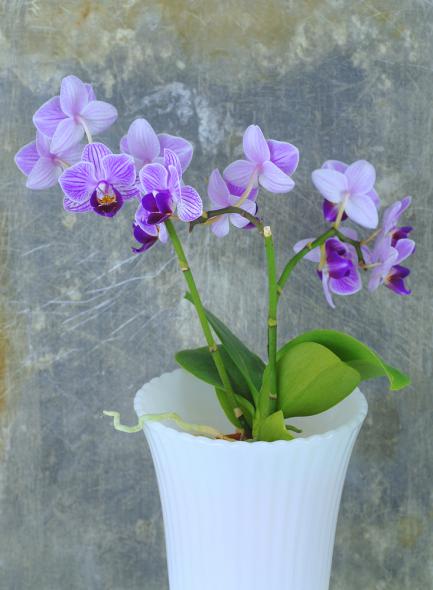 Comment entretenir et faire fleurir son orchidée d'intérieur ? -  Débroussaillez !