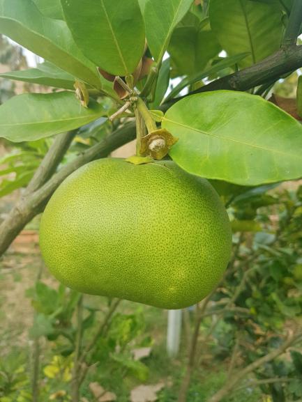 Oroblanco ou citrus sweetie (pamplemousse x pomelo)