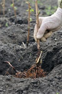 Planter arbustes fruitiers dans un verger