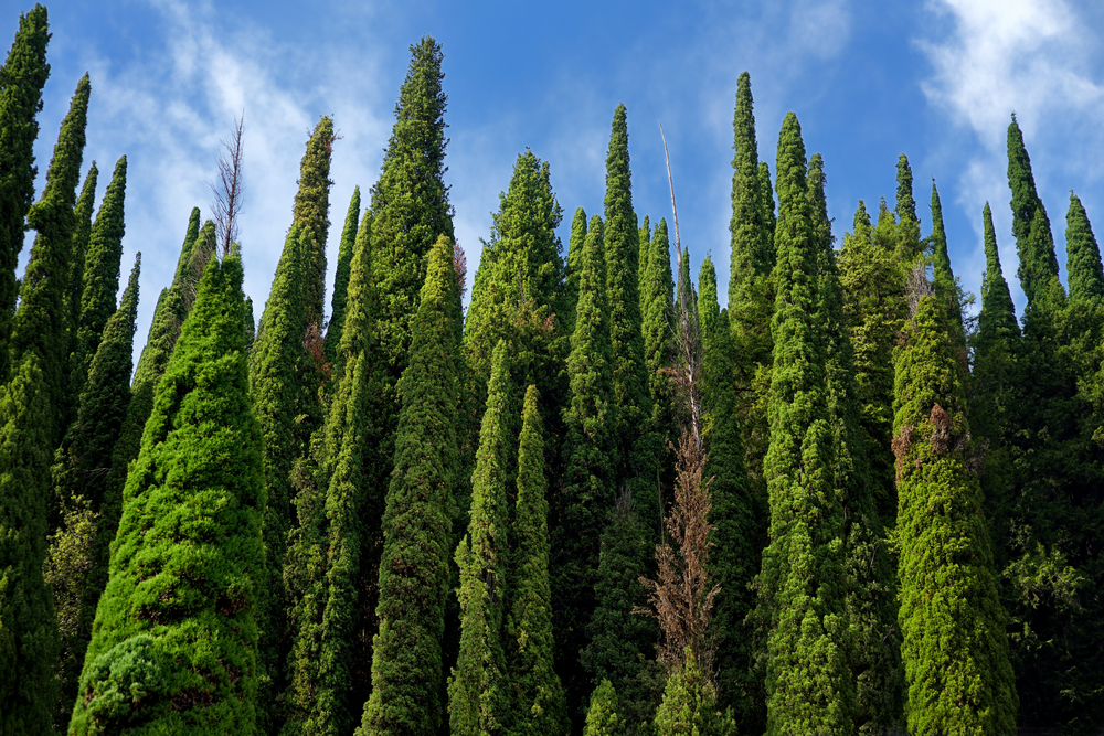 Planter des cyprès en arbre